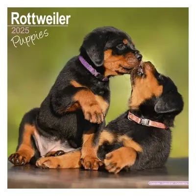 Rottweiler Puppies Calendar 2025 Square Dog Puppy Breed Wall Calendar - 16 Month