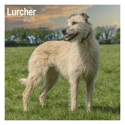 Lurcher Calendar 2025 Square Dog Breed Wall Calendar - 16 Month