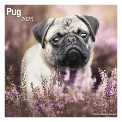 Pug Calendar 2025 Square Dog Breed Wall Calendar - 16 Month