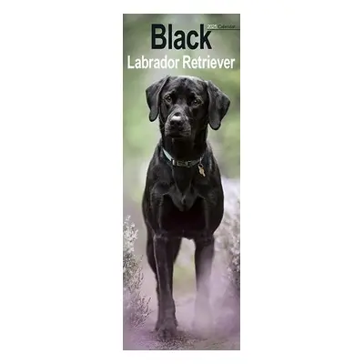 Black Labrador Retriever Slim Calendar 2025 Dog Breed Slimline Calendar - 12 Month