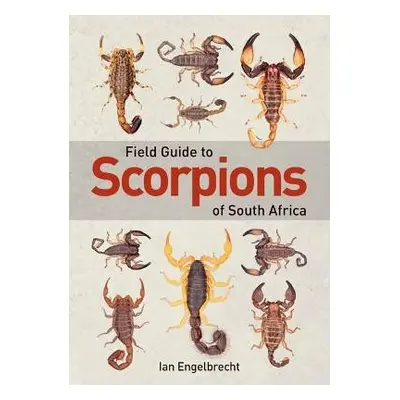 Field Guide to Scorpions of South Africa - Engelbrecht, Ian