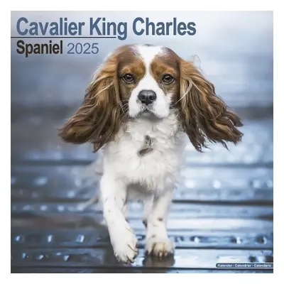 Cavalier King Charles Calendar 2025 Square Dog Breed Wall Calendar - 16 Month