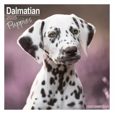 Dalmatian Puppies Calendar 2025 Square Dog Puppy Breed Wall Calendar - 16 Month