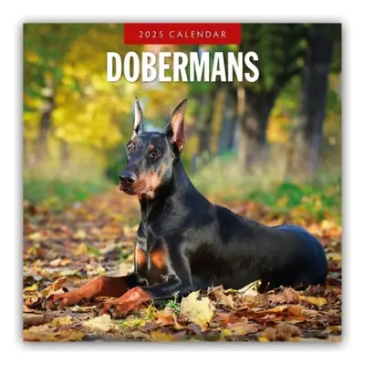 Dobermans 2025 Square Wall Calendar - Red Robin