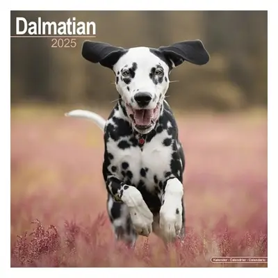 Dalmatian Calendar 2025 Square Dog Breed Wall Calendar - 16 Month