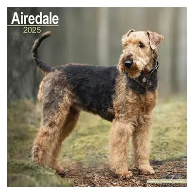 Airedale Calendar 2025 Square Dog Breed Wall Calendar - 16 Month