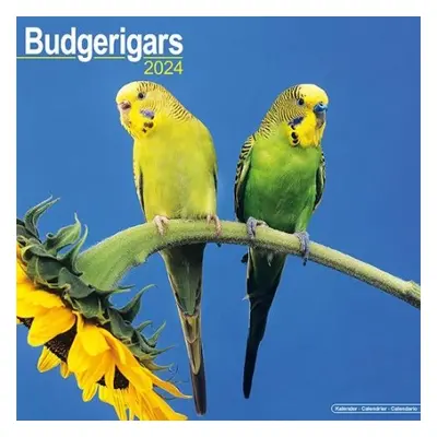 Budgerigar Calendar 2024 Square Bird Wall Calendar - 16 Month