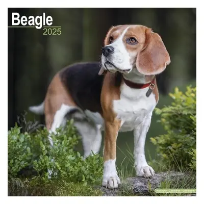 Beagle Calendar 2025 Square Dog Breed Wall Calendar - 16 Month