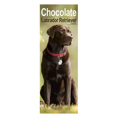 Chocolate Labrador Retriever Slim Calendar 2025 Dog Breed Slimline Calendar - 12 Month