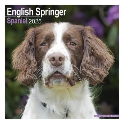 English Springer Spaniel (Euro) Calendar 2025 Square Dog Breed Wall Calendar - 16 Month