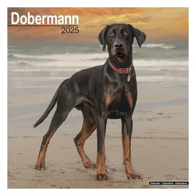 Dobermann (Euro) Calendar 2025 Square Dog Breed Wall Calendar - 16 Month