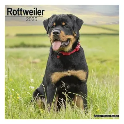 Rottweiler Calendar 2025 Square Dog Breed Wall Calendar - 16 Month