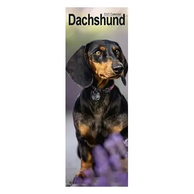 Dachshund Slim Calendar 2025 Dog Breed Slimline Calendar - 12 Month