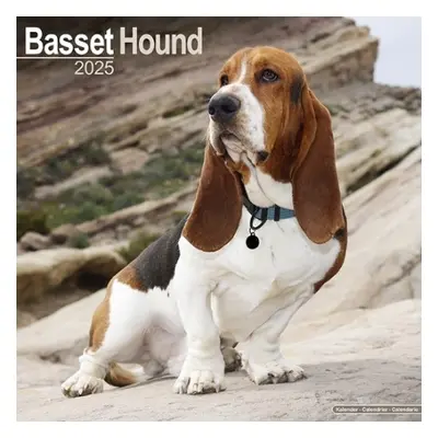 Basset Hound Calendar 2025 Square Dog Breed Wall Calendar - 16 Month