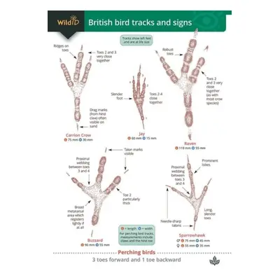 Guide to British bird tracks and signs - Puplett, Dan