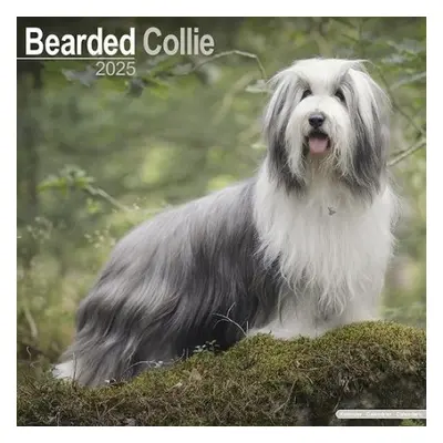 Bearded Collie Calendar 2025 Square Dog Breed Wall Calendar - 16 Month