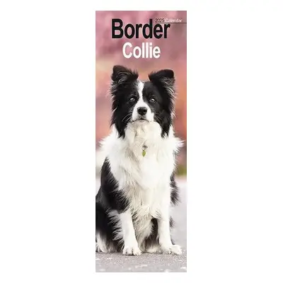 Border Collie Slim Calendar 2025 Dog Breed Slimline Calendar - 12 Month