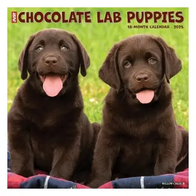 Just Chocolate Lab Puppies 2025 12 X 12 Wall Calendar - Willow Creek Press