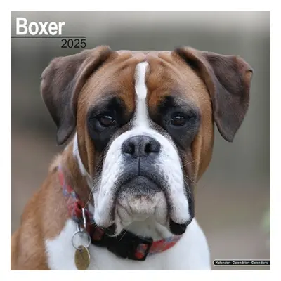 Boxer (Euro) Calendar 2025 Square Dog Breed Wall Calendar - 16 Month