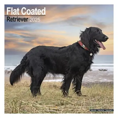 Flatcoated Retriever Calendar 2025 Square Dog Breed Wall Calendar - 16 Month