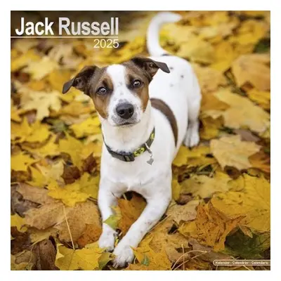 Jack Russell Calendar 2025 Square Dog Breed Wall Calendar - 16 Month