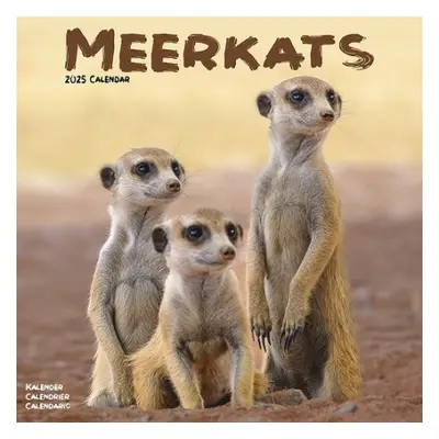 Meerkats Calendar 2025 Square Wildlife Safari Wall Calendar - 16 Month