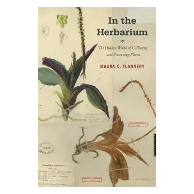 In the Herbarium - Flannery, Maura C.