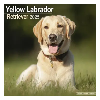 Labrador Retriever (Yellow) Calendar 2025 Square Dog Breed Wall Calendar - 16 Month