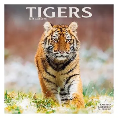 Tigers Calendar 2024 Square Wildlife Safari Big Cats Wall Calendar - 16 Month