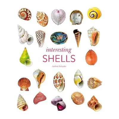 Interesting Shells - Salvador, Andreia