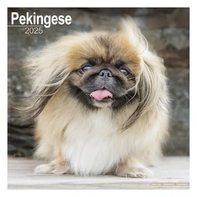 Pekingese Calendar 2025 Square Dog Breed Wall Calendar - 16 Month