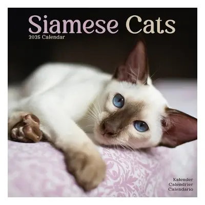 Cats - Siamese Calendar 2025 Square Cat Wall Calendar - 16 Month