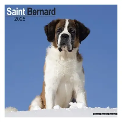 Saint Bernard Calendar 2025 Square Dog Breed Wall Calendar - 16 Month