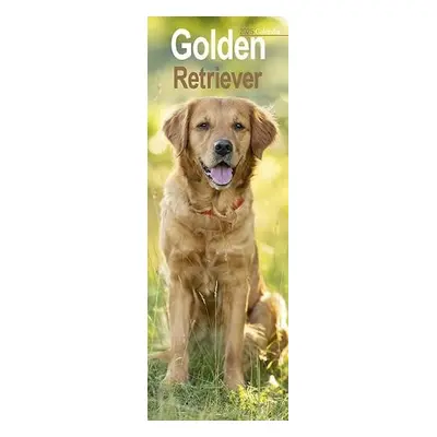 Golden Retriever Slim Calendar 2025 Dog Breed Slimline Calendar - 12 Month