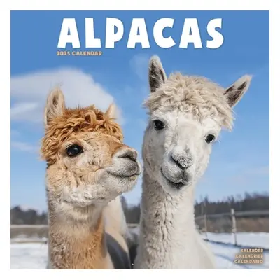 Alpacas Calendar 2025 Square Animal Wall Calendar - 16 Month