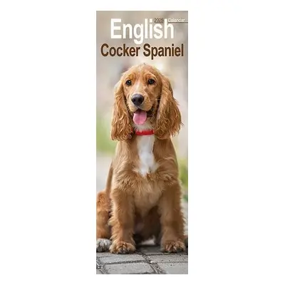 English Cocker Spaniel Slim Calendar 2025 Dog Breed Slimline Calendar - 12 Month