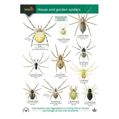 Guide to House and Garden Spiders - Lewington, Richard