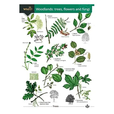 Woodlands: trees, flowers and fungi - Trehern, Rebekah