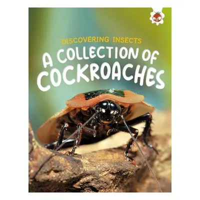 Discovering Insects: A Collection of Cockroaches - Storm, Rebecca