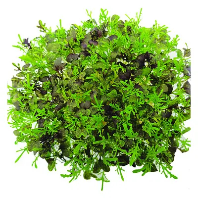 Bujónka InGreen Microgreens set 2+2 Mizuna červená